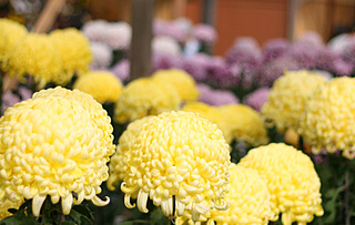 今年の菊人形の風景です